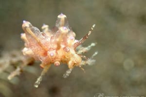 ホリミノウミウシ属の一種 2 Eubranchus sp. 2