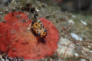 チョビヒゲウミウシ Polycera sp. 7