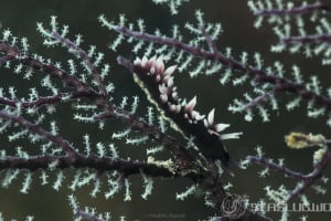 セスジスミゾメミノウミウシ Pleurolidia juliae