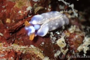 スイートジェリーミドリガイ Thuridilla albopustulosa