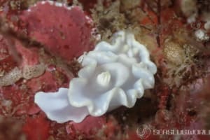 シロタエイロウミウシ Glossodoris buko