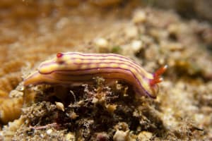 クチナシイロウミウシ Hypselodoris whitei