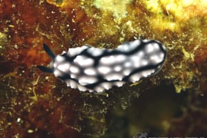 Phyllidiella pustulosa