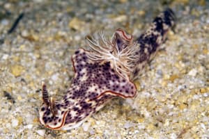 Ceratosoma gracillimum