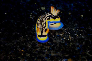 リュウモンイロウミウシ Hypselodoris maritima