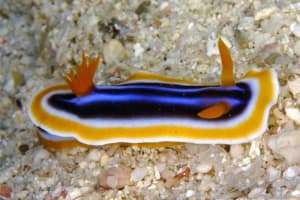 クロシオイロウミウシ Chromodoris sp. 3