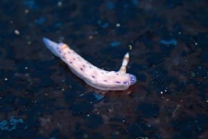 アジサイイロウミウシ Hypselodoris bertschi