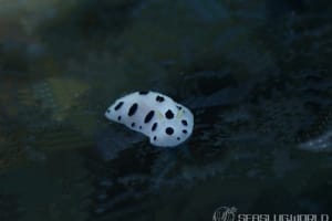 ミズタマイボウミウシ Phyllidia scottjohnsoni