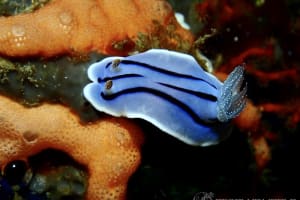 ミゾレウミウシ Chromodoris willani