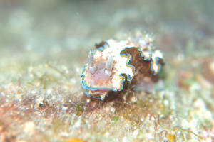 Glossodoris cf. cincta