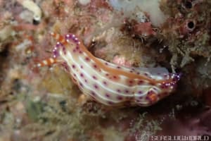 センテンイロウミウシ Hypselodoris decorata