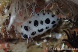 ミズタマイボウミウシ Phyllidia scottjohnsoni