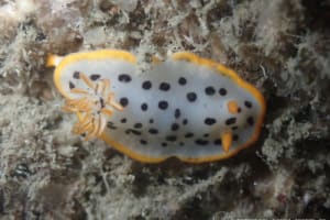 Chromodoris orientalis