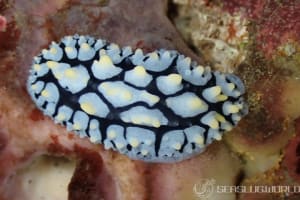 フリエリイボウミウシ Phyllidia picta