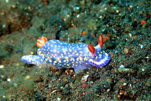 ホシゾラウミウシ Hypselodoris infucata