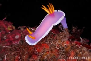 カグヤヒメウミウシ Hypselodoris variobranchia