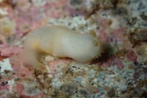 キヌハダウミウシ属の仲間 Gymnodoris spp.