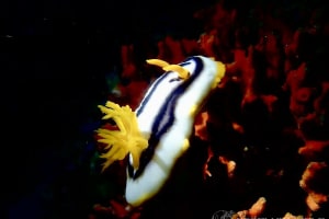 タイヘイヨウイロウミウシ Chromodoris sp. cf. africana