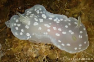 ユキドケイロウミウシ Glossodoris sp. 3