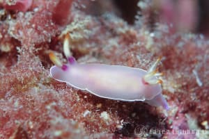 ゾウゲイロウミウシ Hypselodoris bullockii