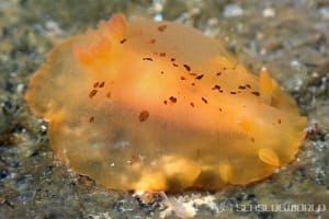 マダラウミウシ Dendrodoris fumata