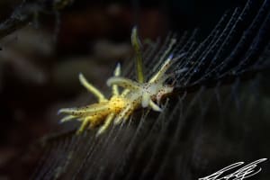 ホソミノウミウシ Eubranchus sp. 9