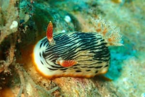 クロモドーリス・クアッガ Chromodoris quagga