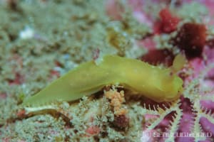 ニシキリュウグウウミウシ属の仲間