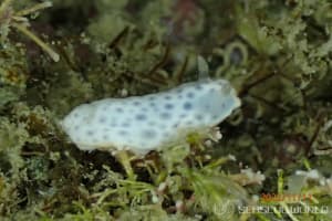 Chromodoris aspersa