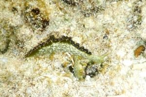 Elysia marginata