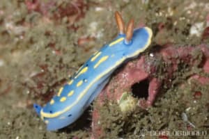 アオウミウシ Hypselodoris festiva