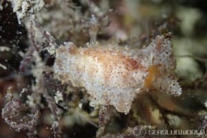 センリョウウミウシ Carminodoris bifurcata