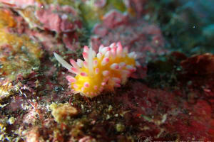 Cadlinella ornatissima