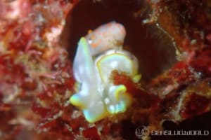 チャシボリガイ Micromelo undatus