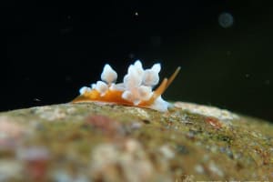 イナバミノウミウシ Eubranchus inabai