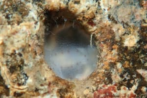 シロコダテウミウシ Peltodoris murrea