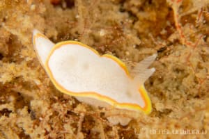 ミツイラメリウミウシ Diaphorodoris mitsuii