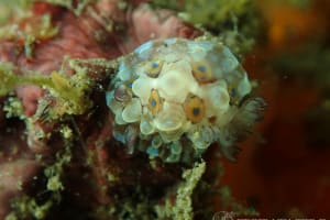 Dendrodoris krusensternii