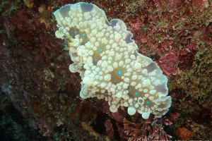 ミヤコウミウシ Dendrodoris krusensternii