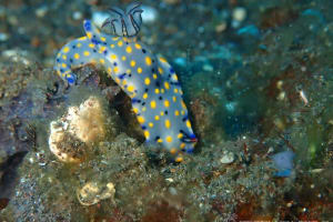 ヒュプセロドーリス・コンフェッティ Hypselodoris confetti