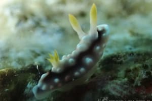 キカモヨウウミウシ Goniobranchus geometricus