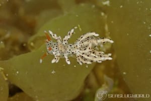 スベスベジョオウミノウミウシ Eubranchus sp. 1