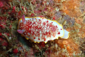 サラサウミウシ Goniobranchus sp.16