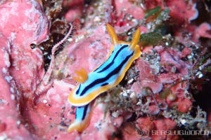 Chromodoris strigata