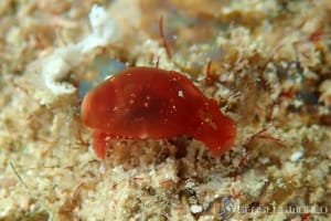 ミドリタマゴガイ Vellicola muscaria