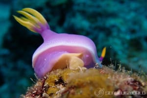 Hypselodoris apolegma