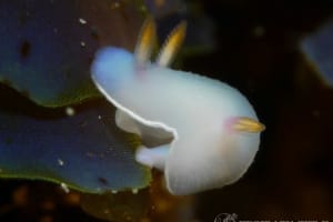 ゾウゲイロウミウシ Hypselodoris bullockii