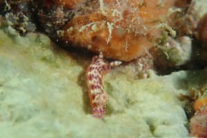 センテンイロウミウシ Hypselodoris decorata