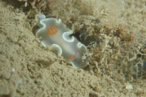 ヘリシロイロウミウシ Ardeadoris angustolutea