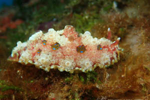 ミヤコウミウシ Dendrodoris krusensternii